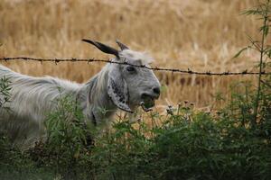 Dutch Landrace Goat in a Field photo