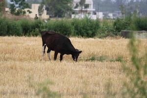 Black and White Calf photo