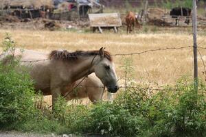 Himalayan Horses Grazing photo