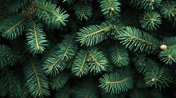 Close up of a green Christmas tree with many branches. Winter background panorama banner photo