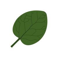A leaf with a green stem on a white background vector