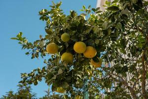 A vibrant citrus tree laden with fruit growing along a fence in a sunny coastal area photo
