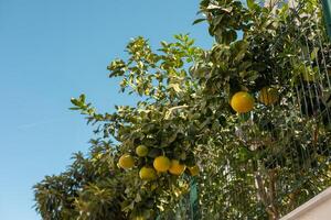 A vibrant citrus tree laden with fruit growing along a fence in a sunny coastal area photo