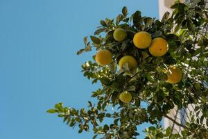 A vibrant citrus tree laden with fruit growing along a fence in a sunny coastal area photo