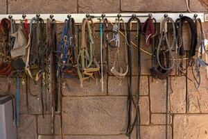 A collection of various horse halters and leads organized on a wall in a stable photo