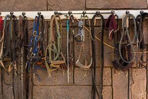 A collection of various horse halters and leads organized on a wall in a stable photo