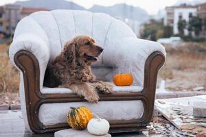 A cozy dog relaxing on a vintage armchair with decorative pumpkins in an outdoor setting photo