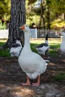 White geese graze on a green meadow in public park photo