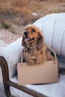 A playful dog sitting on a vintage couch holding a bag in an urban landscape photo