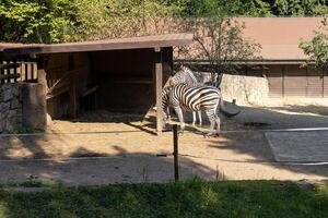 three beautiful large zebras eat food at the zoo in their enclosure, large area for free movement of animals photo