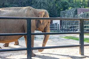 Elephant walking near its enclosure at a zoo on a sunny afternoon photo