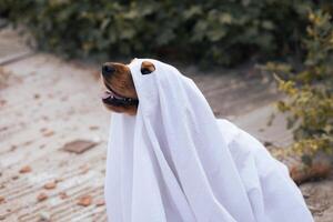 A dog dressed as a ghost with pumpkins during a cheerful autumn celebration photo