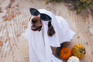 A golden retriever dressed as a ghost with sunglasses surrounded by pumpkins during fall photo
