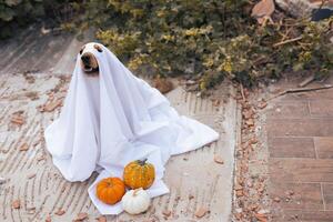 A playful dog dressed as a ghost sits among pumpkins during a fall celebration photo