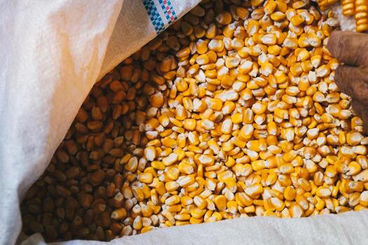 The image shows grains of yellow corn and corn on the cob. Food for farm animals. photo