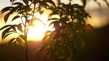 Slow motion Sunset on mountain with leaf in evening. Nature relax video