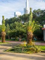 Palm tree leaves trimmed by gardeners at the resort. December at sea. Enclosing the seaside embankment. Heap of tropical tree leaves. photo