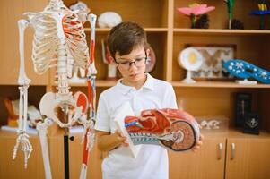 A schoolboy studies models of human organs in biology class. photo