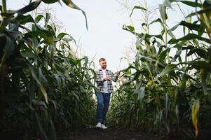 Yong handsome agronomist in the corn field and examining crops before harvesting. Agribusiness concept. agricultural engineer standing in a corn field photo