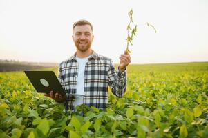 Agronomist inspecting soya bean crops growing in the farm field. Agriculture production concept. young agronomist examines soybean crop on field in summer. photo