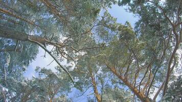 Low Angle View of a Winter Pine Forest, Walking Through the Coniferous Trees. Bottom View of the Tops of Pines in the Snow at Sunny Winter Day. The Sky Can Be Seen Through the Tops of the Pines video