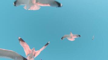 A Lot of Seagulls Fly in Clear Sky - Slow Motion. The Birds in the Air in Daytime video
