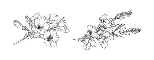 Freesia flower arrangement line art on white background. Silhouette freesia botanical hand drawn element for wedding, invitation frame design, illustration vector