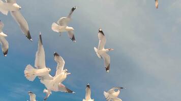 Seagulls Catch the Bread in Flight - Slow Motion. A Lot of Hungry Birds in the Air. Feeding Seagulls with the Bread. Birds are Flying in the Cloudy Sky in Daytime video