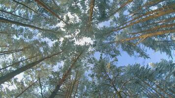 Low Angle View of a Winter Pine Forest, Walking Through the Coniferous Trees. Bottom View of the Tops of Pines in the Snow at Sunny Winter Day. The Sky Can Be Seen Through the Tops of the Pines video