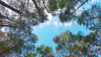 Low Angle View of Colorful Summer Pine Forest, Walking Through the Coniferous Trees - Moving Right. Bottom View of the Tops of Pines at Sunny Summer Day. The Sky Can Be Seen Through the Tops of Pines video