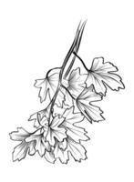 black and white hand drawn branches with currant leaves vector