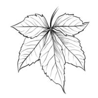 black and white hand-drawn drawing of a Virginia creeper sheet vector