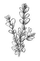 black and white hand drawn branches of a boxwood shrub vector