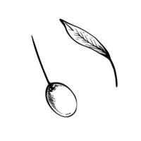 Olive tree branch leaves and berries. Black and white ink graphic hand drawn illustration. Botanical clipart for food menu design, greeting card, product label Isolated line art from background vector