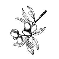 Olive tree branch with leaves and berries Black and white graphic hand drawn illustration. Botanical clipart for food menu design, greeting card, product label Isolated line art from background vector