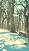 Pine trees covered with snow on frosty evening video