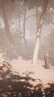 Walking along a foggy path amidst the lush greenery video
