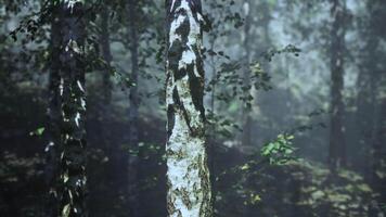A tree in the middle of a forest video