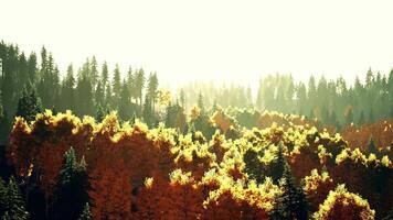 A dense forest with towering trees video