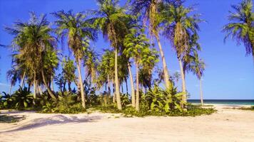 A tropical beach with palm trees and turquoise waters video