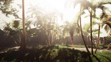 A group of palm trees in a grassy area video