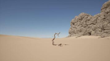 A lone tree in the middle of a desert video