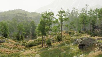A scenic view of trees in a serene grassy landscape video