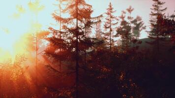 Sunlight streaming through trees in a lush forest video