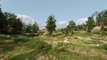 A serene landscape with trees and mountains in the background video