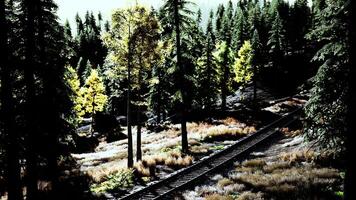 passing through a beautiful green forest at sunset video