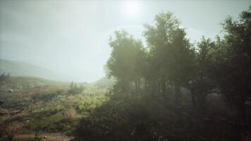 The sun shining through foggy trees video
