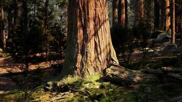A majestic tree standing tall in the heart of a lush forest video