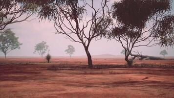 A rural landscape with trees in a vast open field video