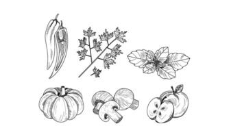 set of vegetables, fruits and herbs in sketch style. Natural food. Hand drawn elements for recipe book vector